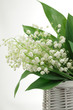 Lily-of-the-valley posy in a wicker basket  on white background