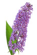 Buddleja davidii purple flower isolated on white