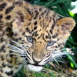 Puppy chinese panther, Puppy amour panther