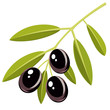 Vektor: Black olives Black olives