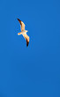 Seagull