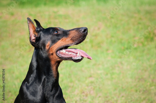 Photo: Doberman Pinscher Doberman Pinscher