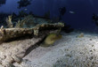Green Moray Eel