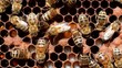 Vídeo: Life and reproduction of bees Life and reproduction of bees