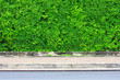 Leaf-covered wall