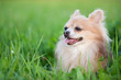 Cute Chihuahua in green grass on a summer day