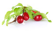 branch of ripe cornelian cherry with leaves