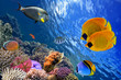 Underwater world