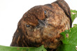 Amsel
