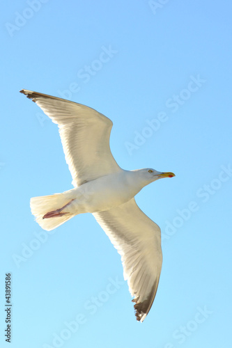Foto: Lachmöwe Lachmöwe