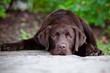 sad chocolate labrador retriever puppy