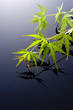 japanese maple leef