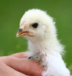 Foto: Zuchtgeflügel Zuchtgeflügel