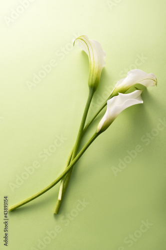 Photo: white calla flower white calla flower