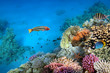 Photo of a coral colony