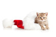 little cat in a santa claus hat on a white background