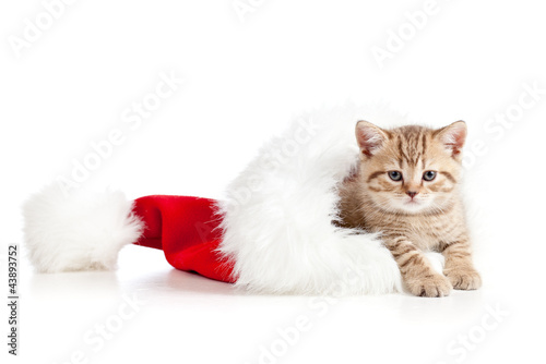 Photo: little cat in a santa claus hat on a white background little cat in a santa claus hat on a white background