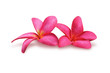 Two frangipani (plumeria) flowers