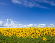 Sonnenblumenfeld