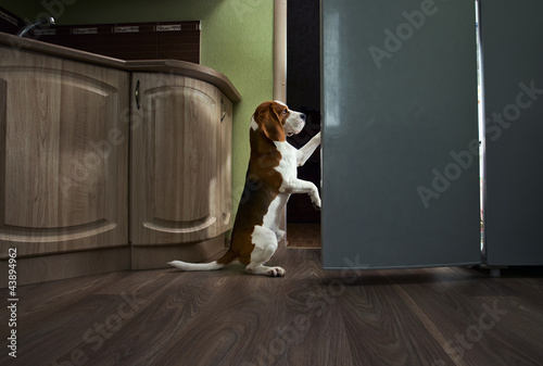 Photo: beagle in kichen beagle in kichen