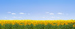 Sonnenblumenfeld