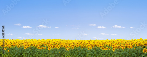 Photo: Sonnenblumenfeld Sonnenblumenfeld