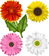 Sunflower Family - Gaillardia, Sunflower and Gerbera