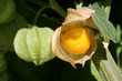 Andenbeere, Physalis im Garten