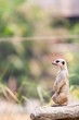 Suricata  looking away