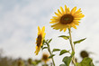 Beautiful sunflower in the field