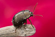Photo: Beetle Beetle