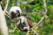 Foto: Cottontop tamarin Cottontop tamarin