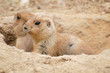 Foto: Two Prairie dogs Two Prairie dogs