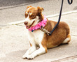 nice dog