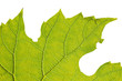 Green leaf macro