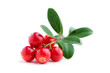 Photo: Lingonberries Lingonberries