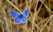 Blue butterfly