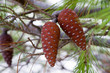Cones