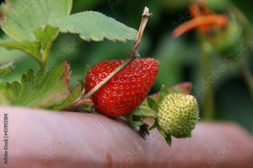 Photo: fragoline fragoline