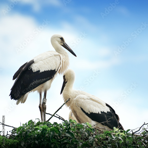 Photo: Storks in the nest Storks in the nest