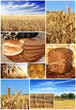 collage of traditional bread, wheat and cereal