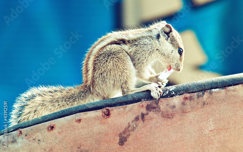Photo: chipmunk eating chipmunk eating