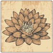 flower and design element, engraved vintage style