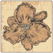 flower and design element, engraved vintage style