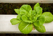 Butterhead in hydroponic farm