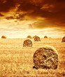Photo: Wheat harvest time Wheat harvest time
