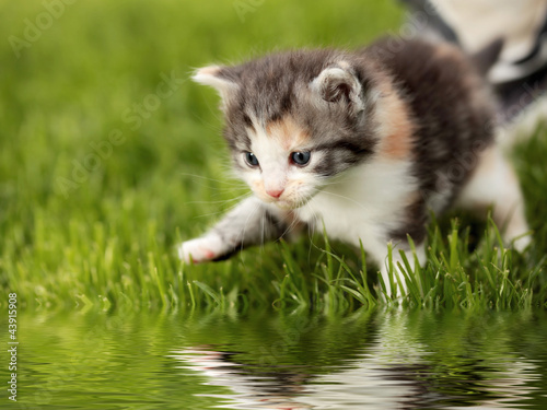 Photo: Katzenbaby mit Spiegelung Katzenbaby mit Spiegelung