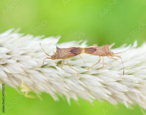 Photo: long horned beetle paring long horned beetle paring