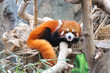 Foto: panda roux qui se repose panda roux qui se repose