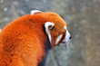Foto: panda roux de profil panda roux de profil